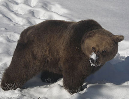 Само една мечка от "Белица" още не спи зимен сън