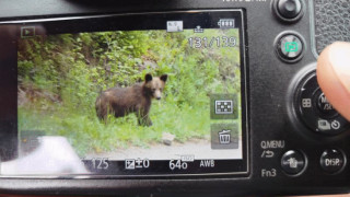 Мечета слизат до регионалното депо в Смолян и се хранят