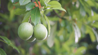 Белият лотос се оказа най обсъжданият сериал в последната седмица