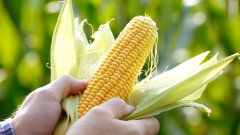 KWS Saat продава бизнеса си с царевица в Китай, поради промени в правилата за ГМО