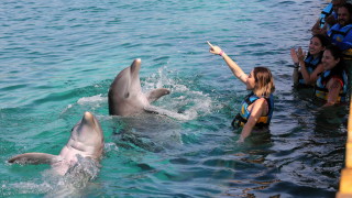 В Гърция ще броят делфините