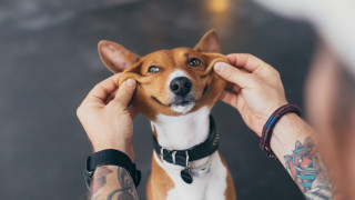 9 породи кучета, които не миришат