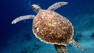 Откриха фосили от праисторическа костенурка в Испания