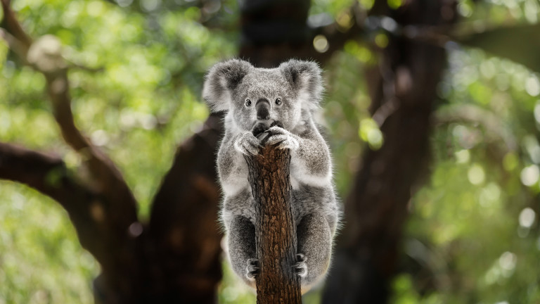 Шокиращата истина за коалите