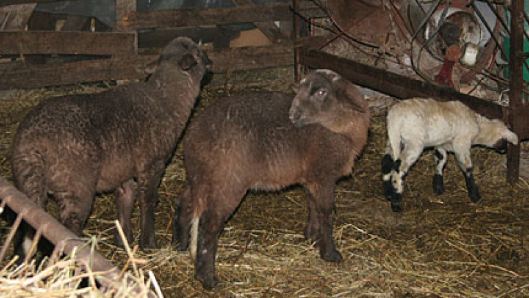 Изображение 114448