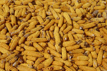 Китай иска да внася люцерна и царевица от България