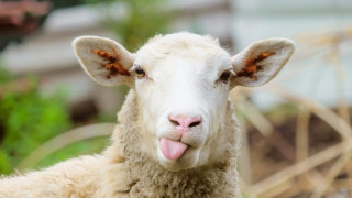 Овцете у нас изчезват, 10 пъти намалява отглеждането им