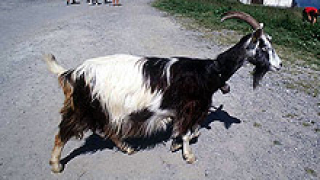 Фермер размени жена си за коза