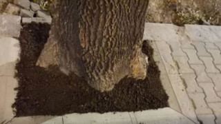 Вандали натровиха с автомобилно масло дървета в парк в София
