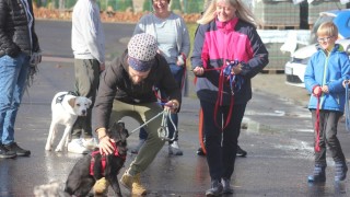 Има ръст на осиновяванията на кучета от общинските приюти отчитат