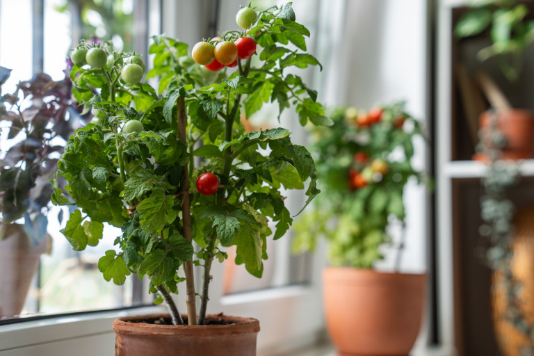 Минидоматите са новата мода