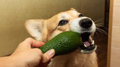 Токсично ли е авокадото за кучетата 