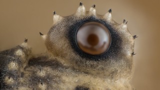 Тази година за четиридесет и трети път се проведе конкурсът Nikon Small World