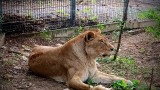 200 килограмовата лъвица Косара е вече част от зоопарка в Стара Загора