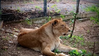 200 килограмовата лъвица Косара е вече част от зоопарка в Стара Загора