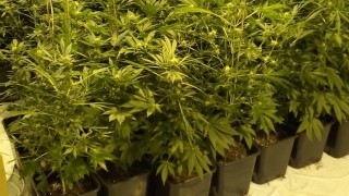 Полицията разкри 2 домашни наркооранжерии в София съобщиха от МВР