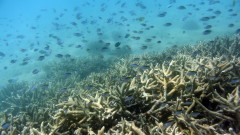 Австралия потвърди за ново масово избелване на Големия бариерен риф