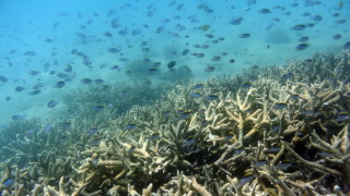 Властите в Австралия потвърдиха че Големият бариерен риф е опустошен