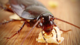 Хлебарките и някои интересни факти за тях