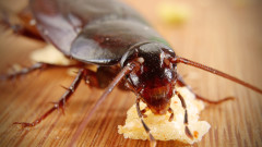 Наистина ли хлебарките остават живи без глава