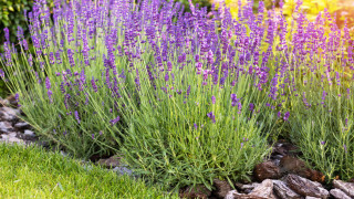 Лавандулата е любимо растение на много любители градинари устойчива