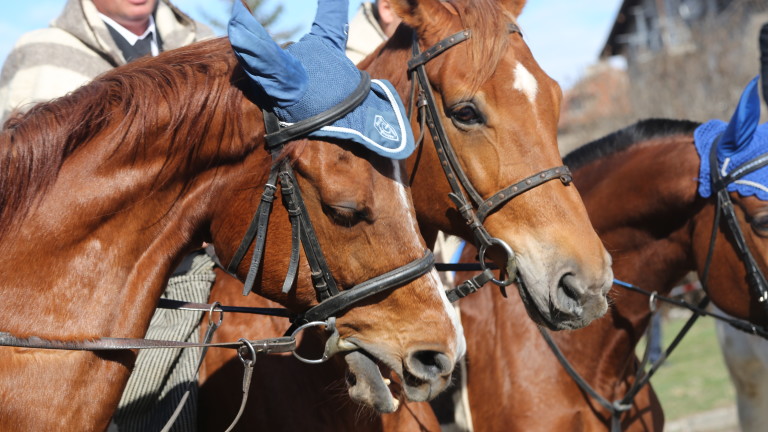 Целогодишно търсят средства за детска терапия с коне 