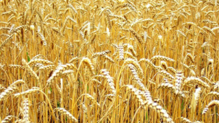 По-високи прогнози за  зърното  в ЕС