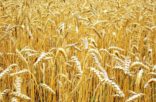 Прогнозите сочат по-високи добиви от пшеница в ЕС през 2012 г.