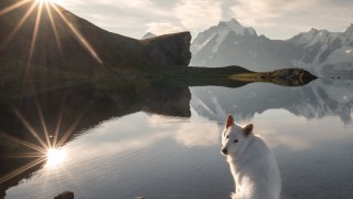 Защо това куче е най-следваната швейцарска овчарка в мрежата