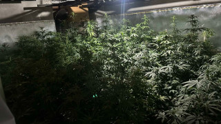 МВР разкри две наркооранжерии във Варненско