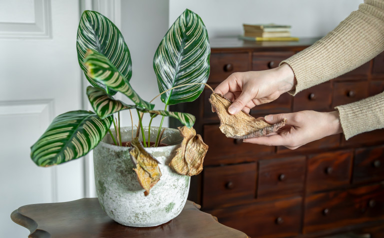 Калатеята страда от сухия въздух