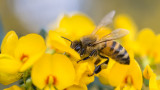 Групата за промяна на наредбата за пчелите вече работи