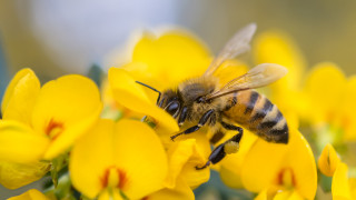 Големият спад в популациите на пчелите може да се обърне