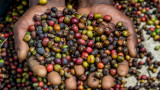 60% от популярните видове кафе са застрашени от изчезване