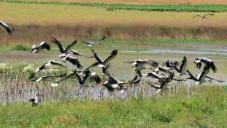 Ниски нива на водата в езерото в резерват Сребърна заплашва