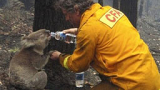 2 спасени от пожарите коали-символ на надежда за Австралия