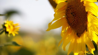 Войната може да свие реколтата от слънчогледово семе в Украйна с 42% през 2022 година