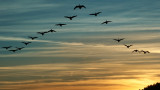  Климатичните промени, миграцията на птиците и ще спрат ли да отлитат на юг 
