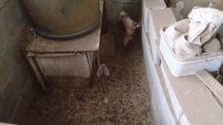 Българската агенция по безопасност на храните спря дейността на незаконен