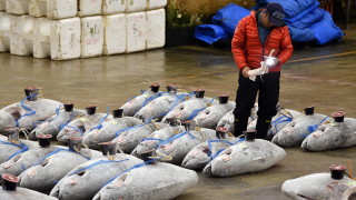 В Япония затвориха най-големия рибен пазар в света 