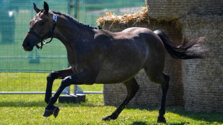 Няколко кавалерийски коня вилняха по улиците в центъра на Лондон