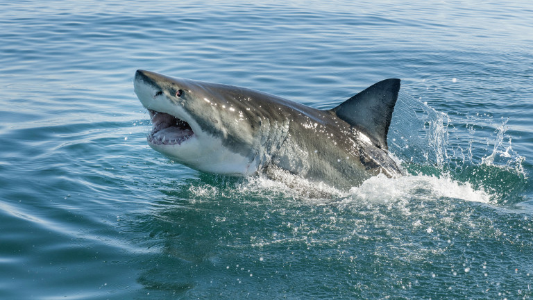 Нападенията на акули по света спаднали с 25% през 2018 г. 