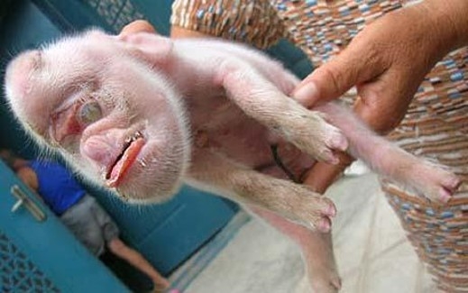 Прасе с глава на маймуна се появи в Китай (16)