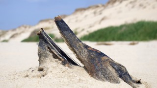 Над 1100 мъртви делфини са се появили по атлантическото крайбрежие