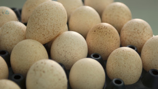 Като опитомени животни ние използваме продуктите от домашни птици за