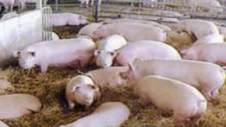 Проверки на незаконни развъдници на свине в шуменско
