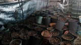  Иззеха към 20 кг марихуана от мазе в Бургаско село 