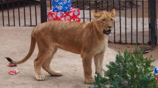 Лъвицата Стела избяга от клетката си в старозагорския зоопрак