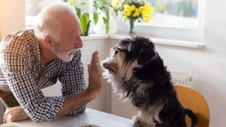 Живеят ли по-дълго послушните кучета