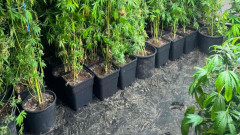 Разкриха наркооражерия в плевенското село Бреница